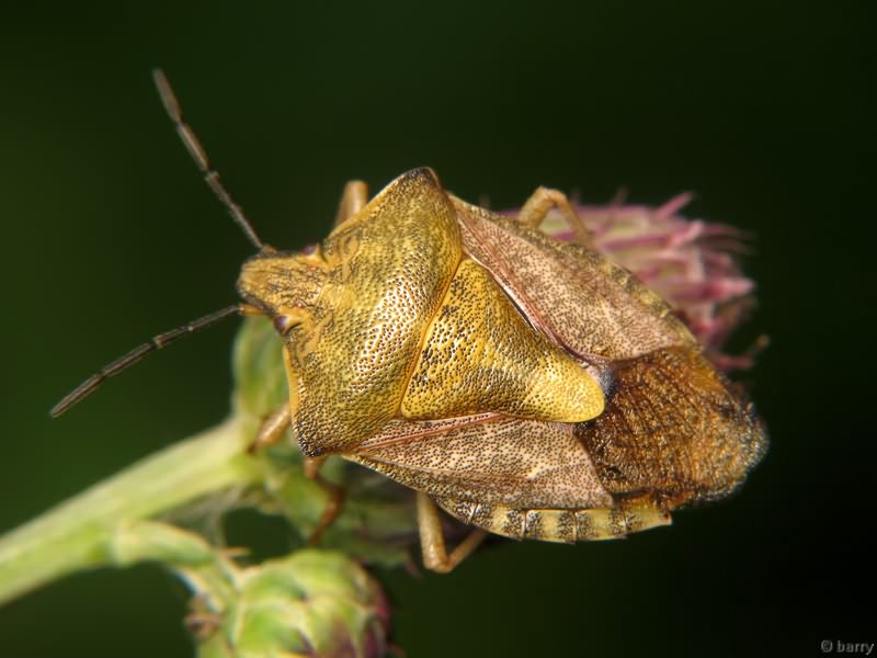 Carpocoris purpureipennis (De Geer, 1773)